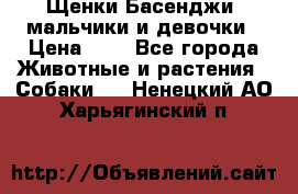 Щенки Басенджи ,мальчики и девочки › Цена ­ 1 - Все города Животные и растения » Собаки   . Ненецкий АО,Харьягинский п.